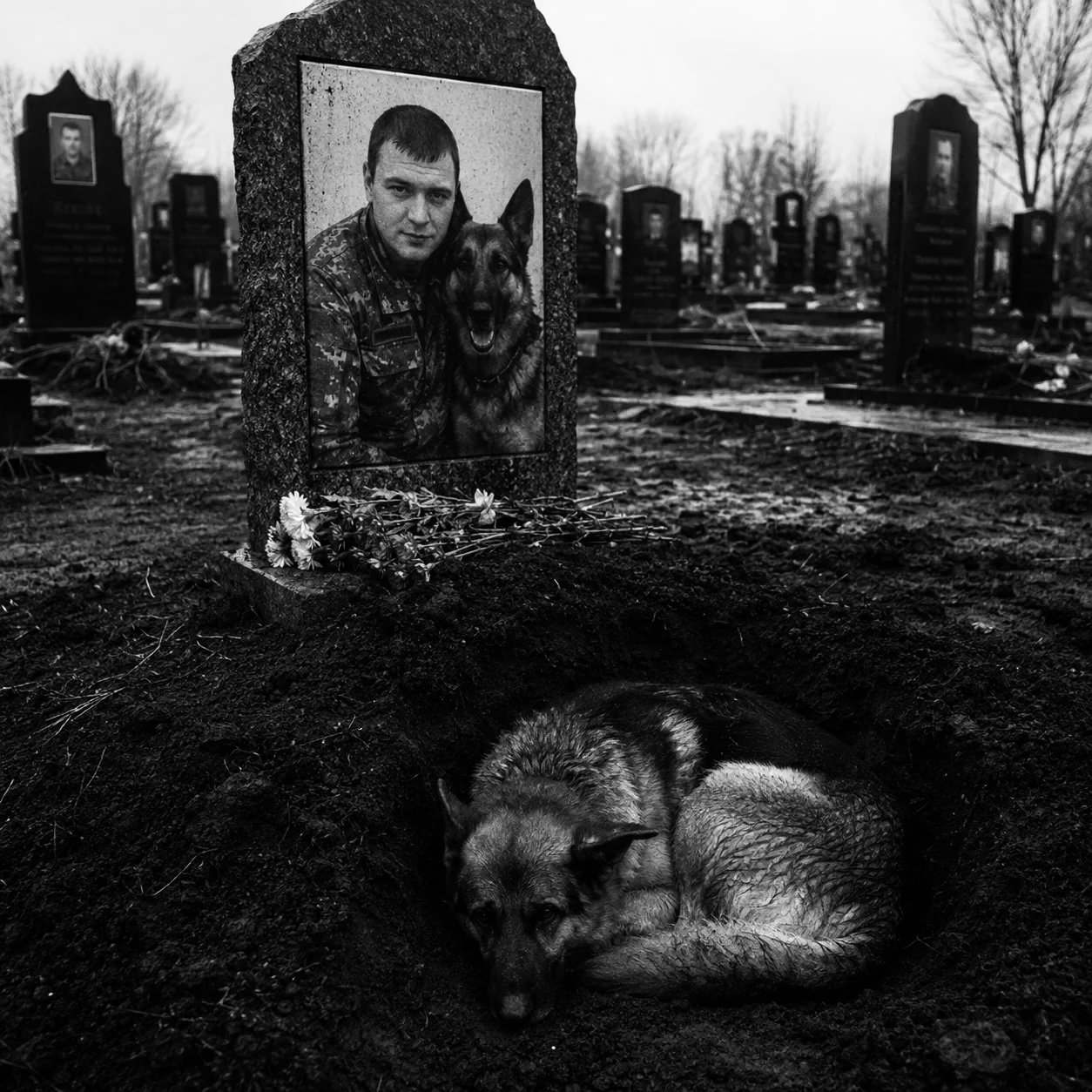 # Собака на кладбище: она лежала на могиле три недели, но когда люди заглянули под неё — правда оказалась страшнее и трогательнее, чем все думали